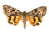  ( - CMAZ-0093)  @14 [ ] CreativeCommons - Attribution (2010) Unspecified Centre for Biodiversity Genomics