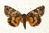  ( - CMAZ-0095)  @14 [ ] CreativeCommons - Attribution (2010) Unspecified Centre for Biodiversity Genomics