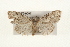  ( - CMAZ-0097)  @13 [ ] CreativeCommons - Attribution (2010) Unspecified Centre for Biodiversity Genomics
