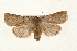  ( - CMAZ-0099)  @14 [ ] CreativeCommons - Attribution (2010) Unspecified Centre for Biodiversity Genomics