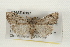  ( - CMAZ-0137)  @13 [ ] CreativeCommons - Attribution (2010) Unspecified Centre for Biodiversity Genomics