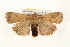  (Abagrotis orbis - CMAZ-0144)  @14 [ ] CreativeCommons - Attribution (2010) Unspecified Centre for Biodiversity Genomics