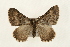  ( - CMAZ-0161)  @14 [ ] CreativeCommons - Attribution (2010) Unspecified Centre for Biodiversity Genomics