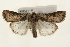  ( - CMAZ-0167)  @11 [ ] CreativeCommons - Attribution (2010) Unspecified Centre for Biodiversity Genomics