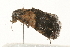  (Tripudia luda - CMAZ-0205)  @14 [ ] CreativeCommons - Attribution (2010) Unspecified Centre for Biodiversity Genomics