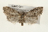  ( - CMAZ-0236)  @13 [ ] CreativeCommons - Attribution (2010) Unspecified Centre for Biodiversity Genomics