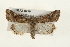  ( - CMAZ-0239)  @14 [ ] CreativeCommons - Attribution (2010) Unspecified Centre for Biodiversity Genomics