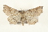  ( - CMAZ-0243)  @14 [ ] CreativeCommons - Attribution (2010) Unspecified Centre for Biodiversity Genomics