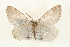  (Lambdina sp - CMAZ-0246)  @14 [ ] CreativeCommons - Attribution (2010) Unspecified Centre for Biodiversity Genomics