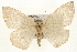  (Lambdina laeta - CMAZ-0274)  @14 [ ] CreativeCommons - Attribution (2010) Unspecified Centre for Biodiversity Genomics