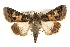  ( - CMAZ-0276)  @14 [ ] CreativeCommons - Attribution (2010) Unspecified Centre for Biodiversity Genomics