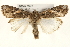  ( - CMAZ-0278)  @13 [ ] CreativeCommons - Attribution (2010) Unspecified Centre for Biodiversity Genomics