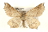 (Eriplatymetra grotearia - CMAZ-0287)  @15 [ ] CreativeCommons - Attribution (2010) Unspecified Centre for Biodiversity Genomics