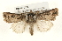  (Agrotis venerabilis - CMAZ-0288)  @14 [ ] CreativeCommons - Attribution (2010) Unspecified Centre for Biodiversity Genomics