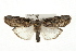  ( - CMAZ-0046)  @14 [ ] CreativeCommons - Attribution (2009) Unspecified Centre for Biodiversity Genomics