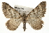  ( - CMAZ-0051)  @15 [ ] CreativeCommons - Attribution (2009) Unspecified Centre for Biodiversity Genomics