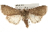  (Richia chortalis - CMAZ-0052)  @15 [ ] CreativeCommons - Attribution (2009) Unspecified Centre for Biodiversity Genomics