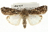  ( - CMAZ-0061)  @15 [ ] CreativeCommons - Attribution (2009) Unspecified Centre for Biodiversity Genomics