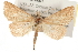  ( - CMAZ-0001)  @15 [ ] CreativeCommons - Attribution (2009) Unspecified Centre for Biodiversity Genomics