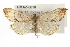 (Evergestis triangulalis - CMAZ-0018)  @15 [ ] CreativeCommons - Attribution (2009) Unspecified Centre for Biodiversity Genomics