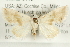  (Eublemma minima - CMAZ-0419)  @14 [ ] CreativeCommons - Attribution (2010) CBG Photography Group Centre for Biodiversity Genomics