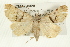  ( - CMAZ-0420)  @13 [ ] CreativeCommons - Attribution (2010) CBG Photography Group Centre for Biodiversity Genomics