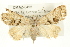  ( - CMAZ-0422)  @13 [ ] CreativeCommons - Attribution (2010) CBG Photography Group Centre for Biodiversity Genomics