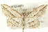  (Arcobara multilineata - CMAZ-0429)  @15 [ ] CreativeCommons - Attribution (2010) CBG Photography Group Centre for Biodiversity Genomics