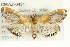  ( - CMAZ-0431)  @14 [ ] CreativeCommons - Attribution (2010) CBG Photography Group Centre for Biodiversity Genomics