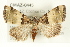  ( - CMAZ-0445)  @14 [ ] CreativeCommons - Attribution (2010) CBG Photography Group Centre for Biodiversity Genomics