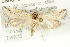  ( - CMAZ-0458)  @14 [ ] CreativeCommons - Attribution (2010) CBG Photography Group Centre for Biodiversity Genomics