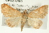  ( - CMAZ-0460)  @13 [ ] CreativeCommons - Attribution (2010) CBG Photography Group Centre for Biodiversity Genomics