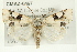  ( - CMAZ-0467)  @14 [ ] CreativeCommons - Attribution (2010) CBG Photography Group Centre for Biodiversity Genomics