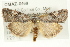  ( - CMAZ-0469)  @14 [ ] CreativeCommons - Attribution (2010) CBG Photography Group Centre for Biodiversity Genomics