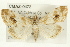  ( - CMAZ-0472)  @14 [ ] CreativeCommons - Attribution (2010) CBG Photography Group Centre for Biodiversity Genomics