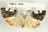  ( - CMAZ-0489)  @14 [ ] CreativeCommons - Attribution (2010) CBG Photography Group Centre for Biodiversity Genomics