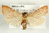  ( - CMAZ-0490)  @14 [ ] CreativeCommons - Attribution (2010) CBG Photography Group Centre for Biodiversity Genomics