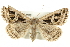  (Callistege intercalaris - CMAZ-0505)  @15 [ ] CreativeCommons - Attribution (2010) CBG Photography Group Centre for Biodiversity Genomics