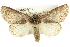  ( - CMAZ-0517)  @15 [ ] CreativeCommons - Attribution (2010) CBG Photography Group Centre for Biodiversity Genomics