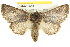  (Theroa zethus - CMAZ-0518)  @15 [ ] CreativeCommons - Attribution (2010) CBG Photography Group Centre for Biodiversity Genomics