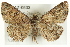  ( - CMAZ-0533)  @14 [ ] CreativeCommons - Attribution (2010) CBG Photography Group Centre for Biodiversity Genomics