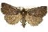  ( - CMAZ-0540)  @14 [ ] CreativeCommons - Attribution (2010) CBG Photography Group Centre for Biodiversity Genomics