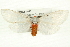  ( - CMAZ-0548)  @15 [ ] CreativeCommons - Attribution (2010) CBG Photography Group Centre for Biodiversity Genomics