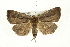  ( - CMAZ-0551)  @14 [ ] CreativeCommons - Attribution (2010) CBG Photography Group Centre for Biodiversity Genomics