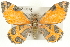  ( - CMAZ-0574)  @14 [ ] CreativeCommons - Attribution (2010) CBG Photography Group Centre for Biodiversity Genomics