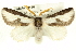  (Norape tenera - CMAZ-0580)  @15 [ ] CreativeCommons - Attribution (2010) CBG Photography Group Centre for Biodiversity Genomics