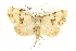  ( - CMAZ-0581)  @14 [ ] CreativeCommons - Attribution (2010) CBG Photography Group Centre for Biodiversity Genomics