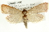  ( - CMAZ-0590)  @14 [ ] CreativeCommons - Attribution (2010) CBG Photography Group Centre for Biodiversity Genomics