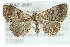  ( - CMAZ-0597)  @13 [ ] CreativeCommons - Attribution (2010) CBG Photography Group Centre for Biodiversity Genomics