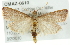  ( - CMAZ-0610)  @14 [ ] CreativeCommons - Attribution (2010) CBG Photography Group Centre for Biodiversity Genomics